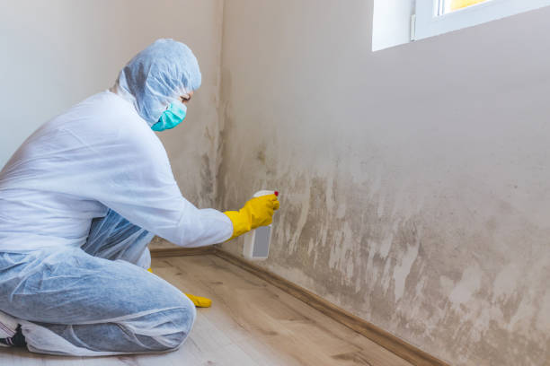 Licensed Commercial Mold Remediation service in Narberth, PA - WQB Mold Removal